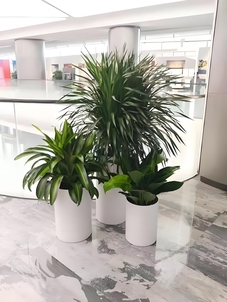 宁波余姚绿植出租服务好 宁波余姚绿植出租服务好